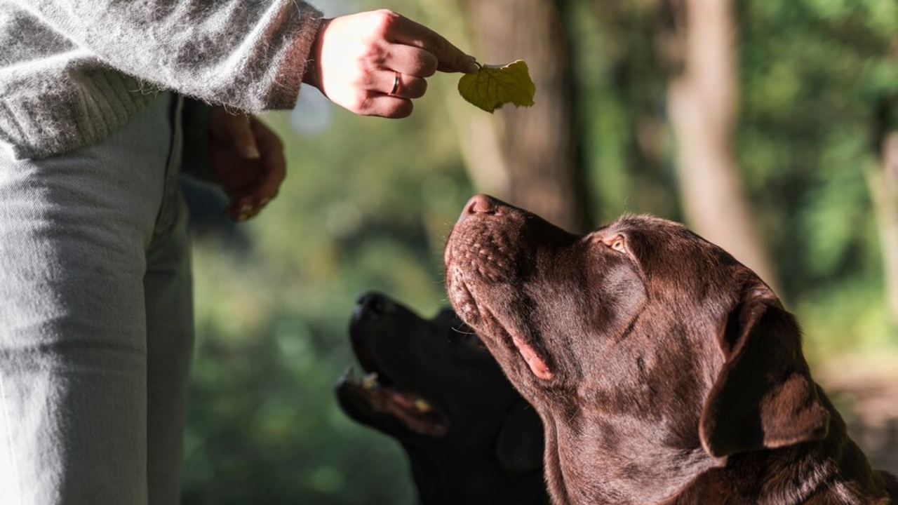 cachorro em apartamento importância do adestramento