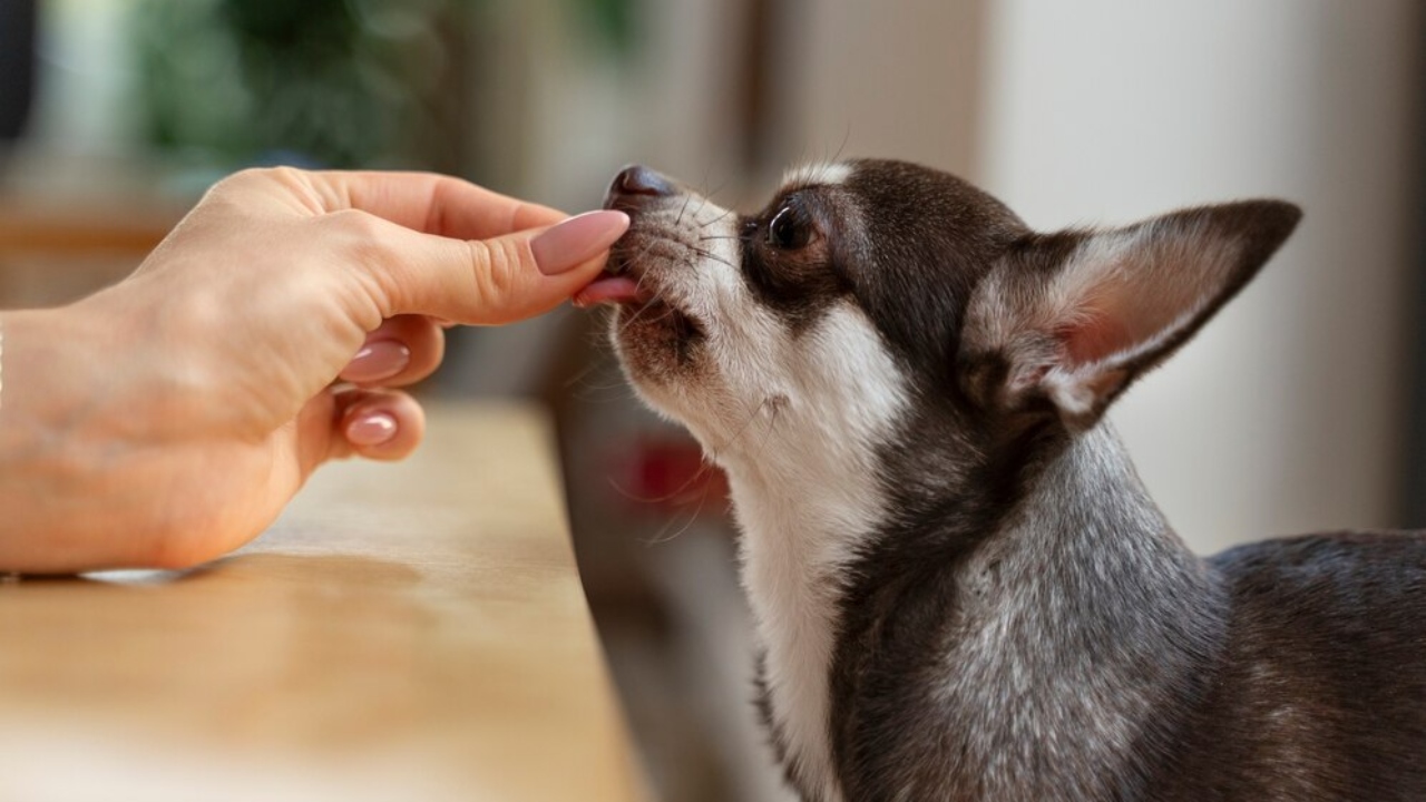 como evitar pulgas e carrapatos remedios para cachorro e gato