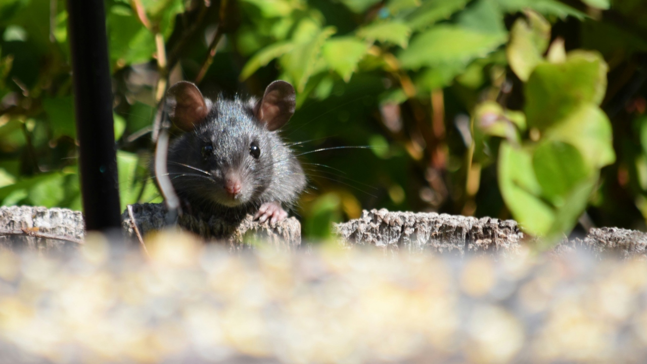 O controle da população de ratos é um problema que Paris tenta reverter para as Olimpíadas