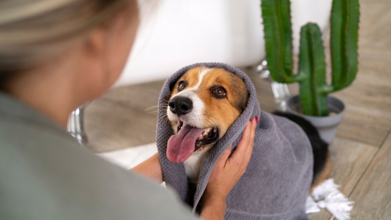 cuidado com a pele e pelo dos cães