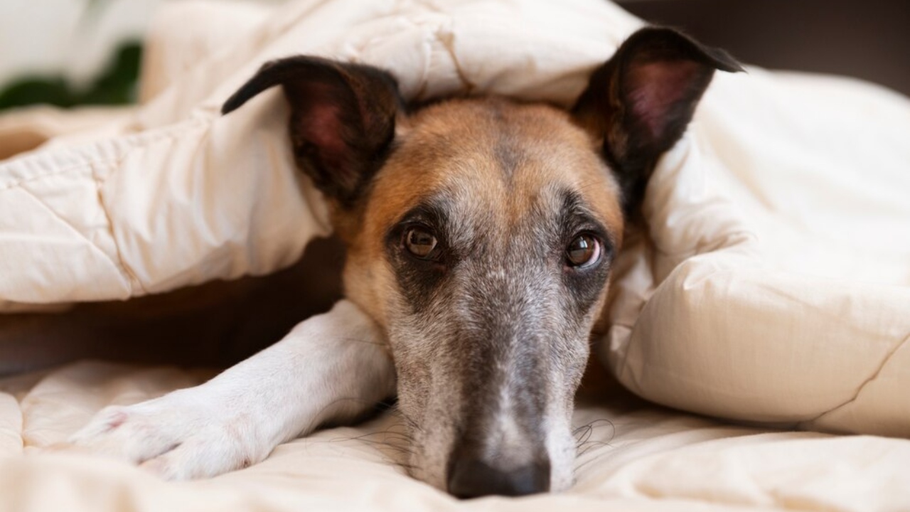 gatos e cachorros sentem frio pets no inverno como lidar