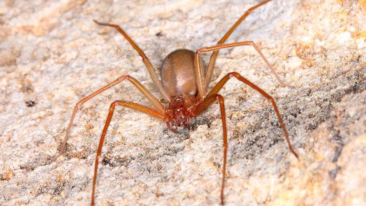 Picada de aranha-marrom pode causar insuficiência renal aguda