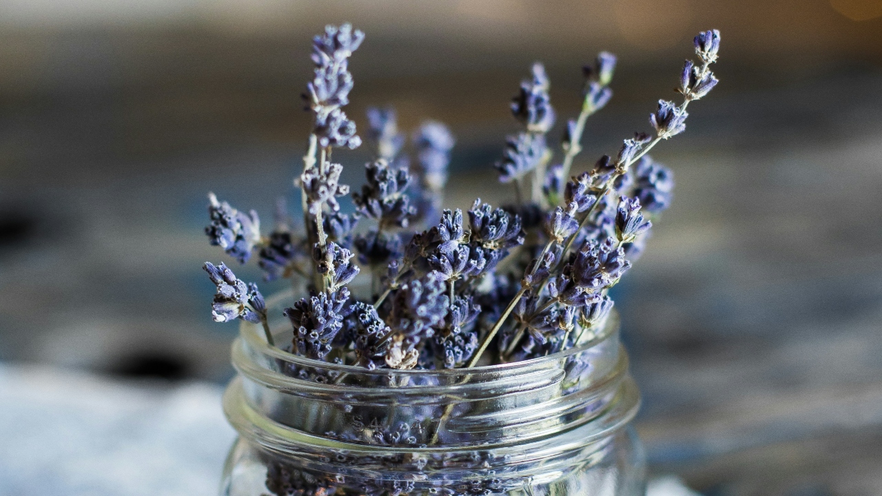 Lavanda é outra opção para cultivar no inverno