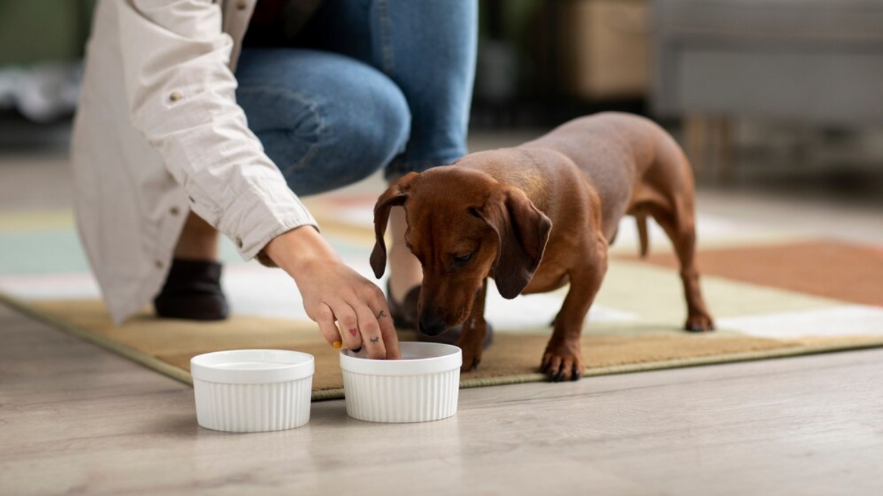 o que fazer com cachorro come rápido demais