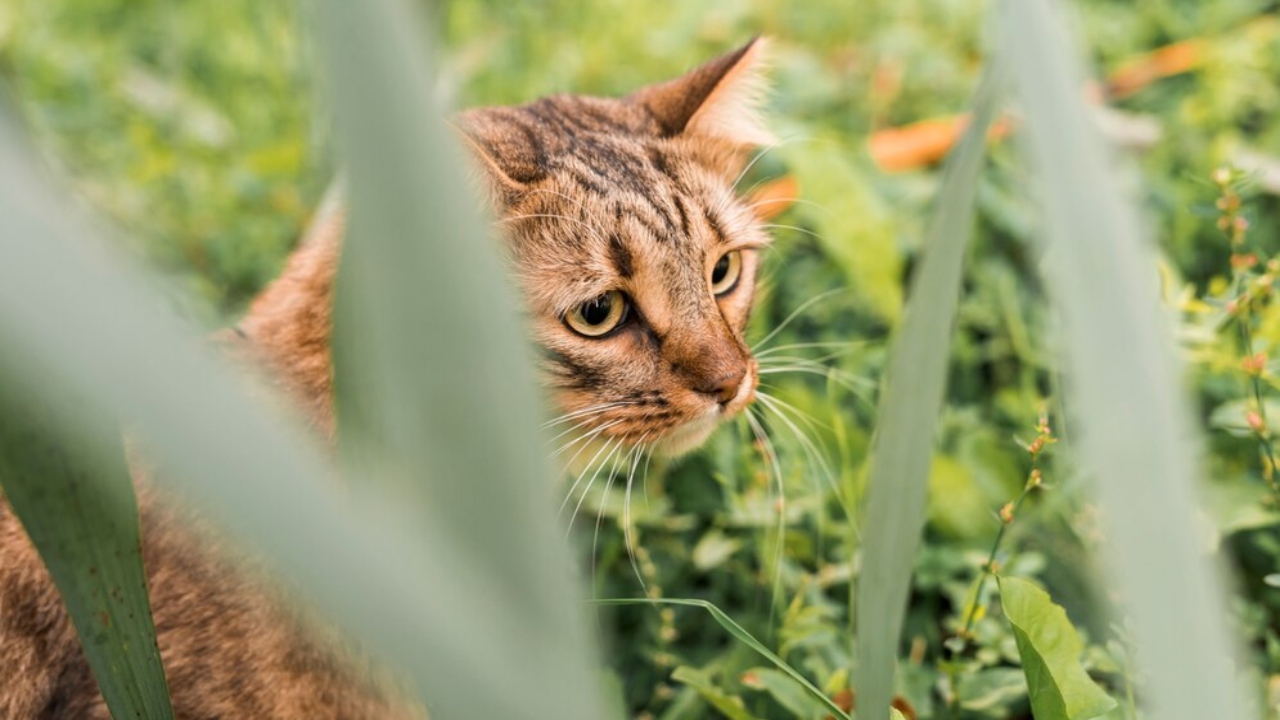 problema de saúde em gatos sinais que merecem atenção