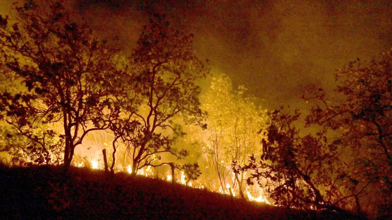 aves incendiárias