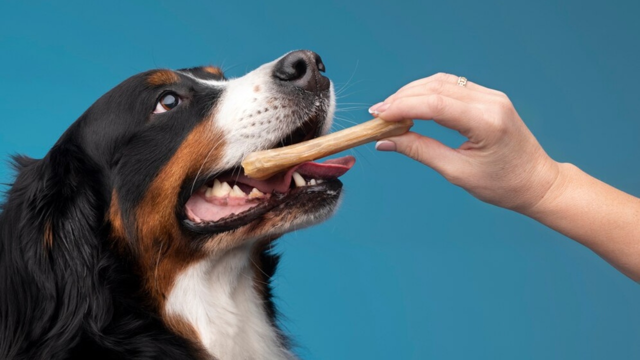 saúde bucal dos pets petiscos que ajudam limpar os dentes de cachorro