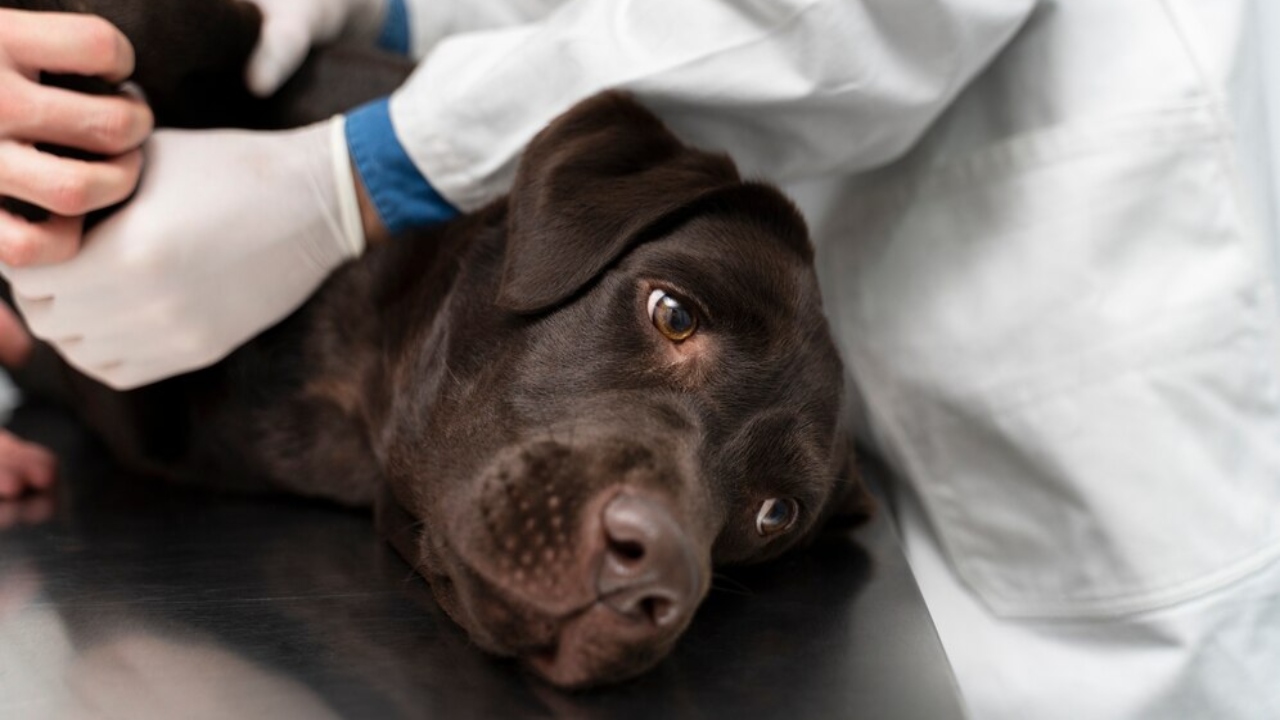 Febre no cachorro como identificar e o que fazer