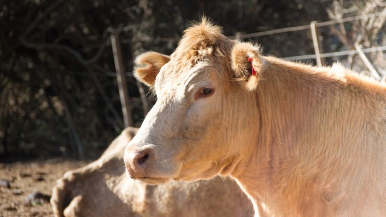 doença da vaca louca