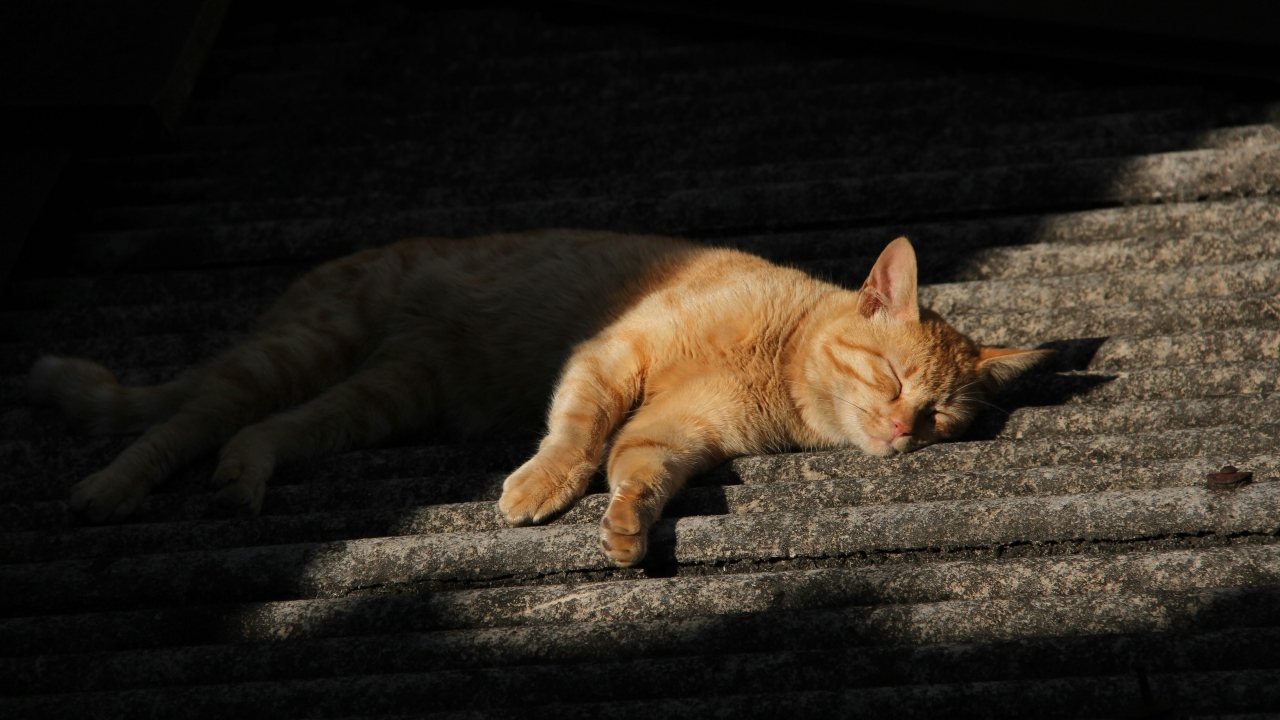 Gatos podem sair para passear nos telhados?