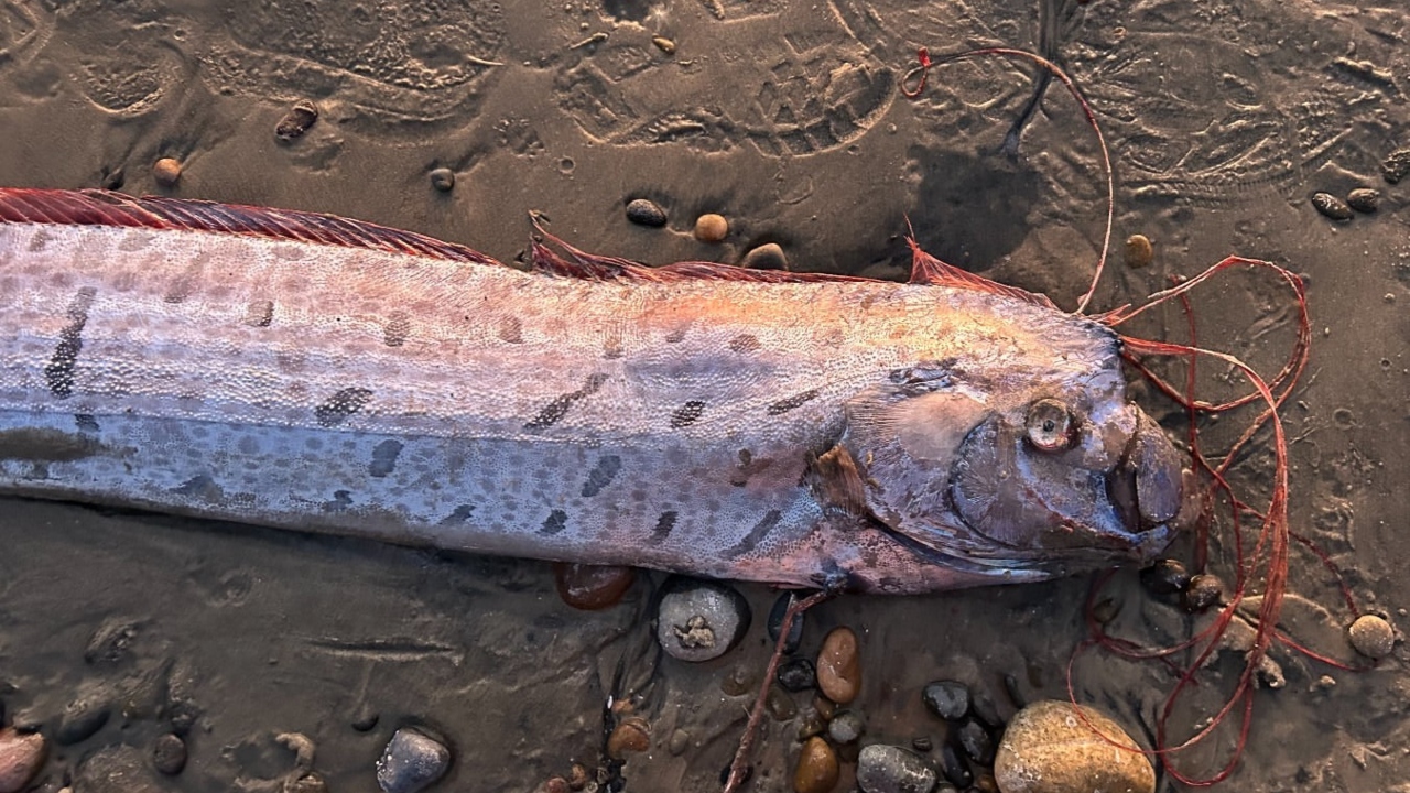 Peixe do apocalipse? Saiba o que é o peixe-remo, espécie rara encontrada na costa da Califórnia