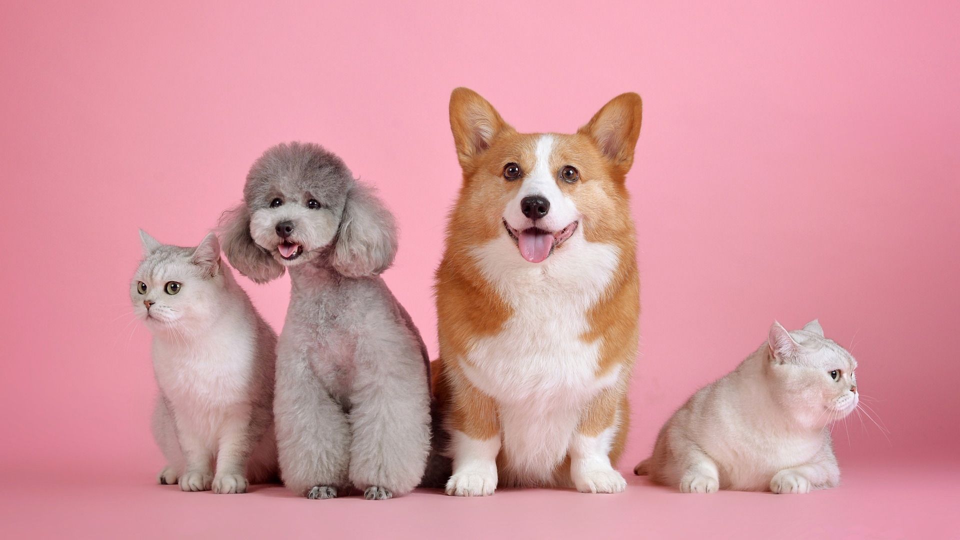 (capa) pets