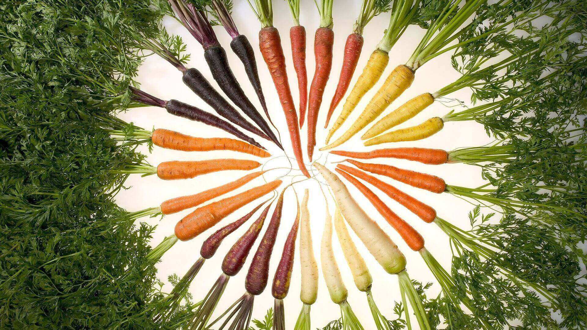 vegetariano