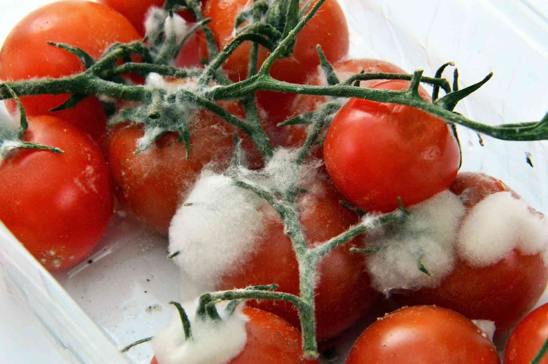 Como identificar se a comida estragou