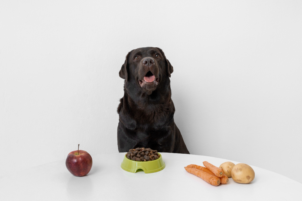 Cachorro pode comer frutas, ovo e pão? Tire suas dúvidas