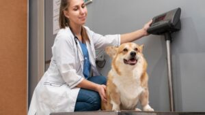 Alimentação natural reduz o sobrepeso de cães e gatos? Brasil tem 30% dos pets acima do peso