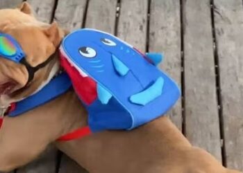 Morre cachorro Ragnar, pitbull famoso no TikTok por usar mochila de tubarão em passeios