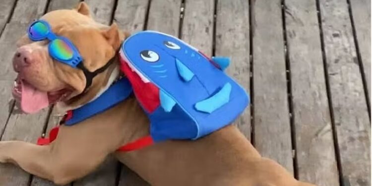 Morre cachorro Ragnar, pitbull famoso no TikTok por usar mochila de tubarão em passeios