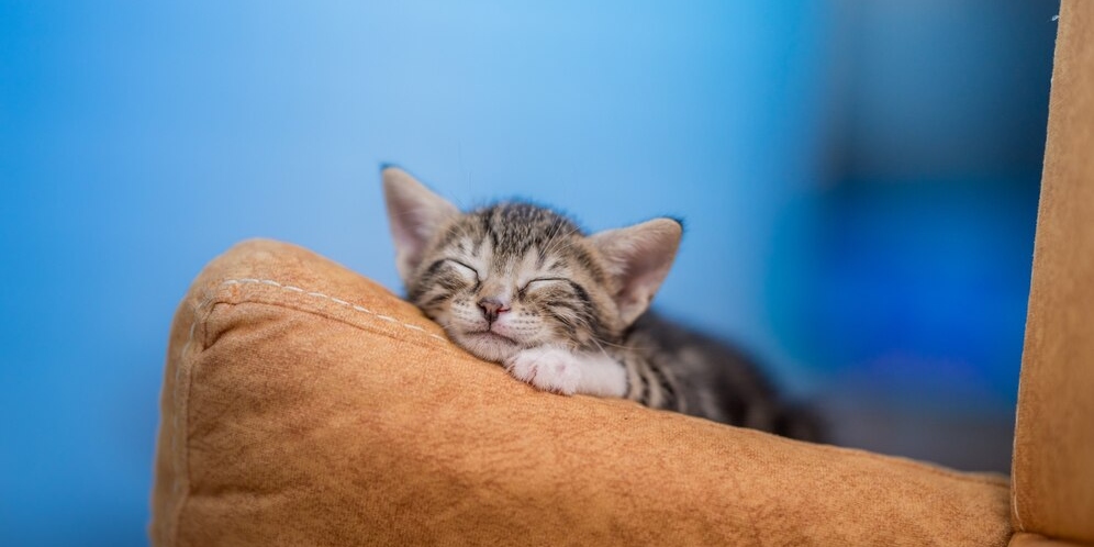 Seu gato dorme muito? Saiba quanto os felinos precisam dormir por dia