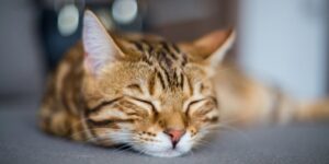 Seu gato dorme muito_ Saiba quanto os felinos precisam dormir por dia