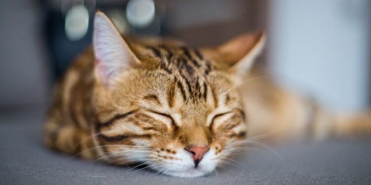 Seu gato dorme muito_ Saiba quanto os felinos precisam dormir por dia