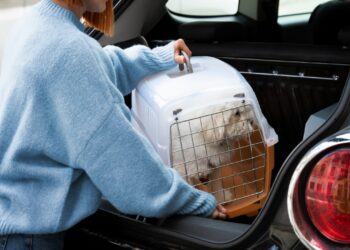 Vai viajar com seu pet? Veja regras para o transporte animal