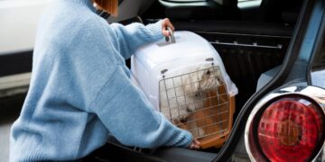 Vai viajar com seu pet? Veja regras para o transporte animal