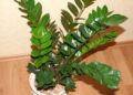 Zamioculcas - wikimidia commons