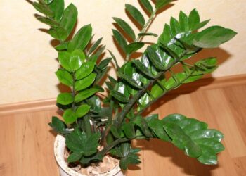 Zamioculcas - wikimidia commons