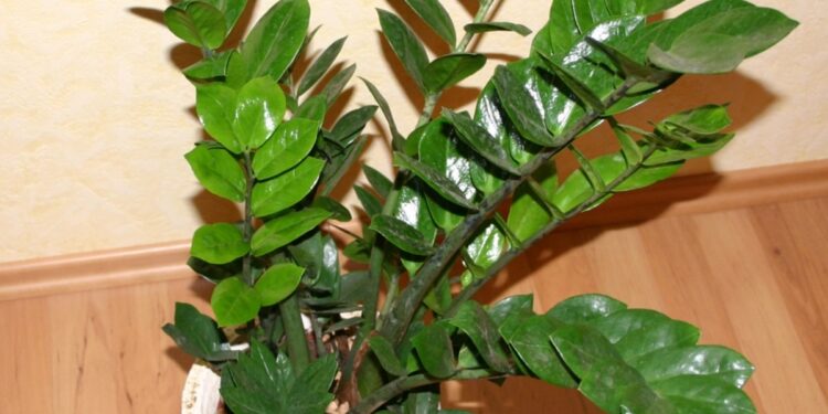 Zamioculcas - wikimidia commons