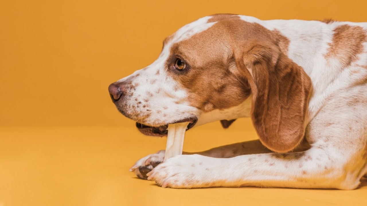 alimentação natural para cães e saudável o que nao pode