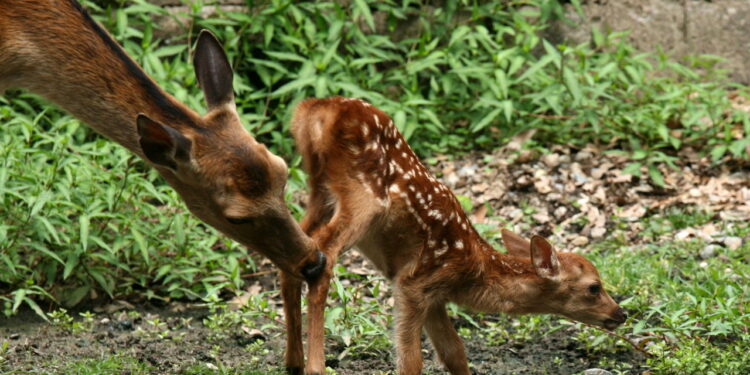 Bambi. Créditos: (depositphotos.com / imagex)