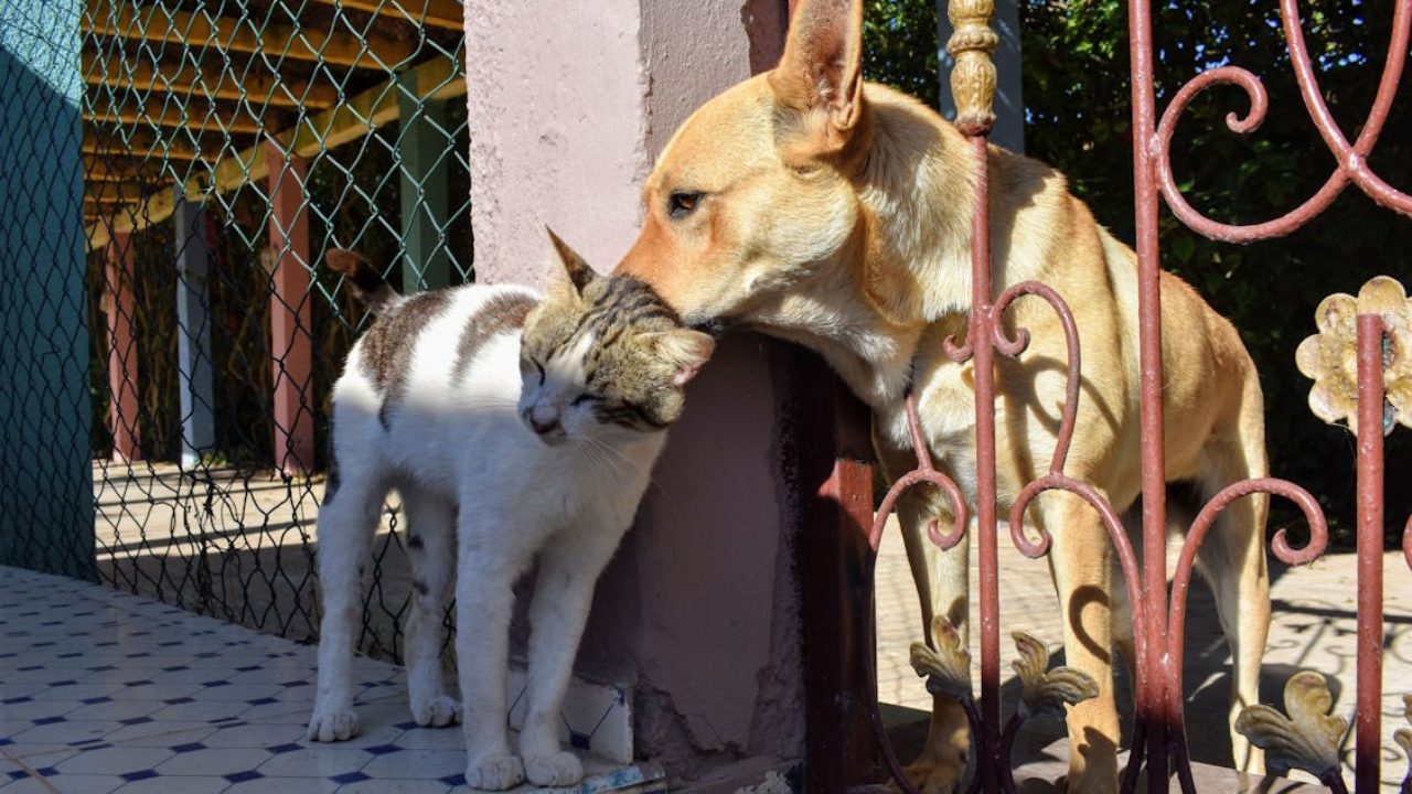 cachorro e gato juntos saiba como introduzir os pets