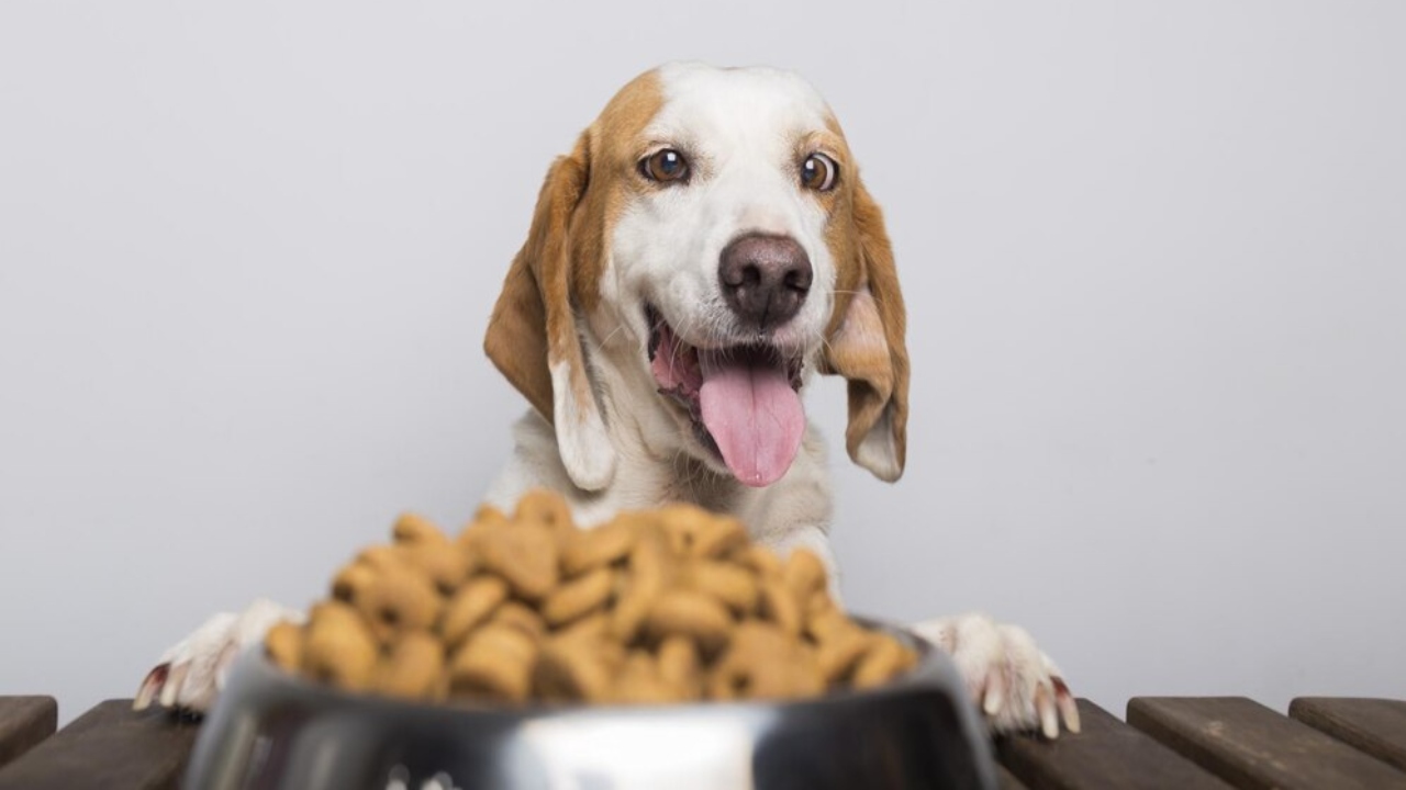 Cachorro pode comer ovo? benefícios e dicas para os tutores