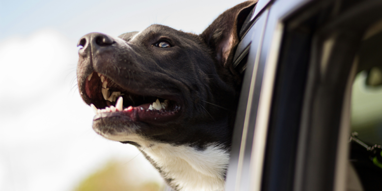 Cachorros sofrem de calor no verão? Entenda como eles são afetados pelas altas temperaturas e como ajudar os pets! (Imagem: Unsplash/Andrew Pons)