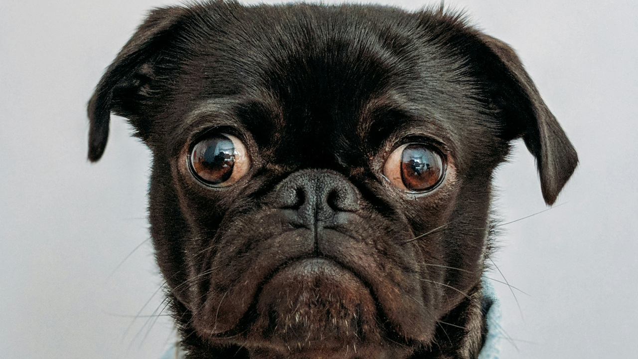 Devido ao seu biótipo, os pugs são os cachorros que mais sofrem de calor no verão (Imagem: Unsplash/charlesdeluvio)