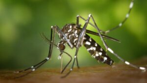 casos de dengue