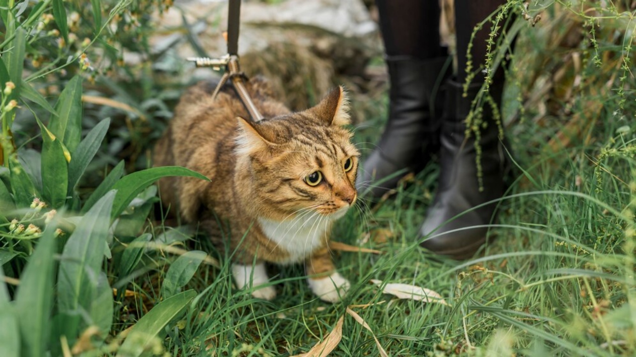 coisas que os gatos não gostam que pessoas façam