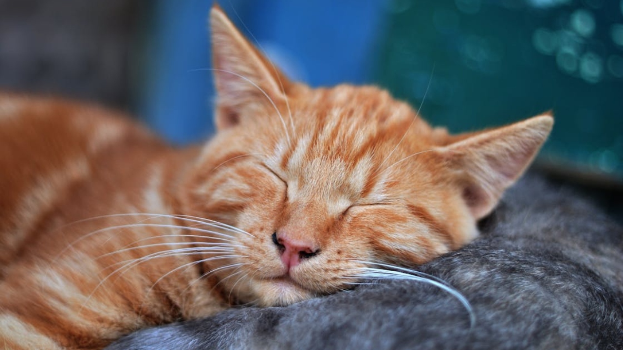 coisas que os gatos não gostam ser acordado