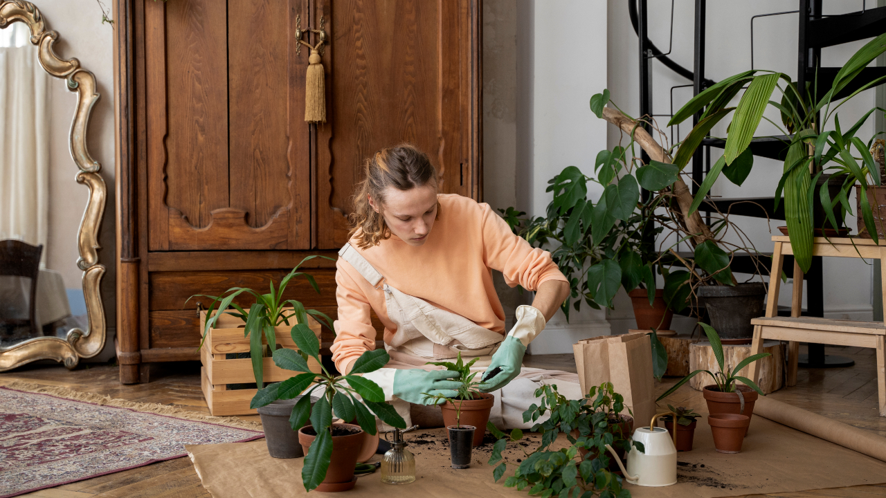 como cuidar das plantas no outono