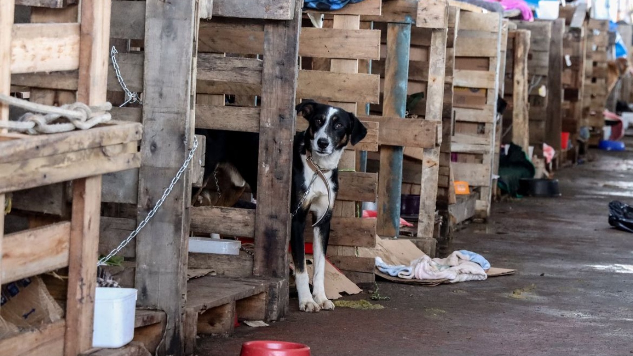 como encontrar pets perdidos