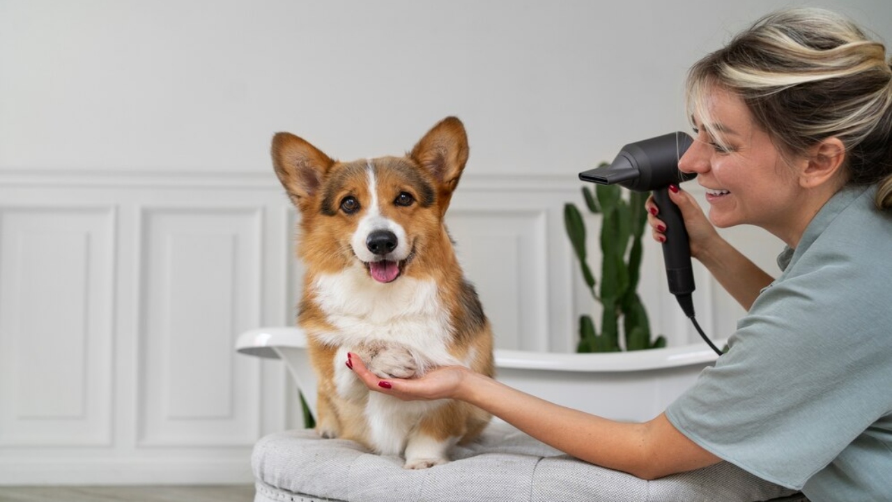 cuidados com a pele e pelo dos cães pode usar secador