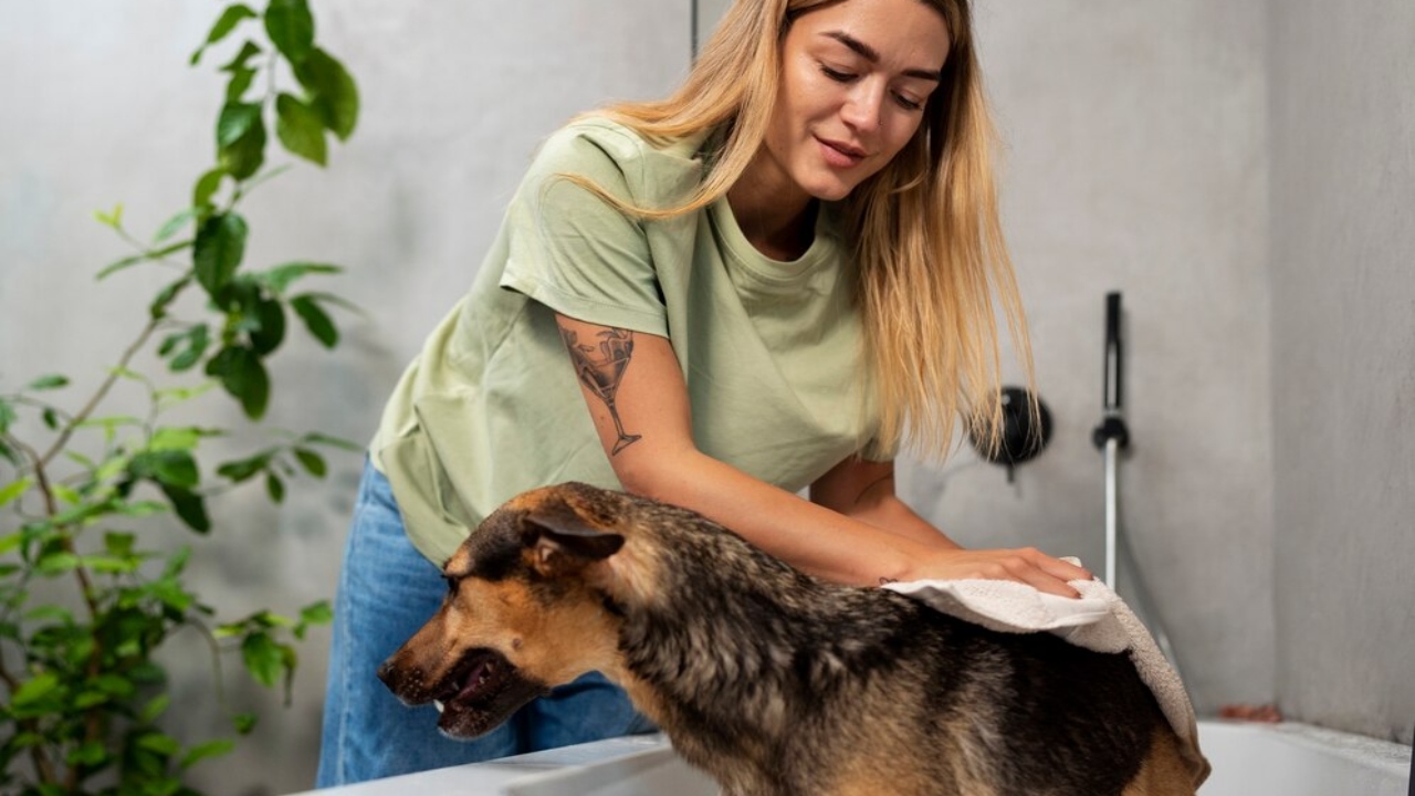 cuidados com a pele e pelo dos cães produtos rotina de higiene