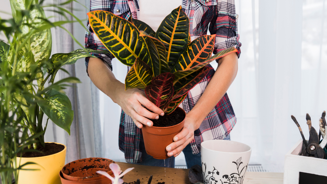 como cuidar das plantas no outono