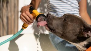 cuidados com pet no calor