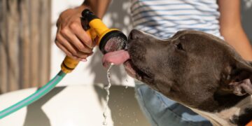 cuidados com pet no calor