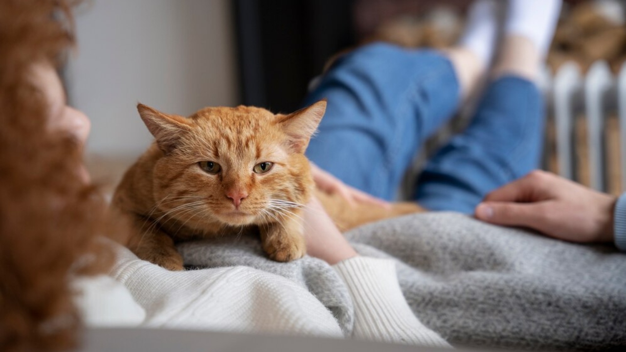 dores e problemas de saúde sinais que merecem atenção em gatos