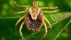 febre maculosa