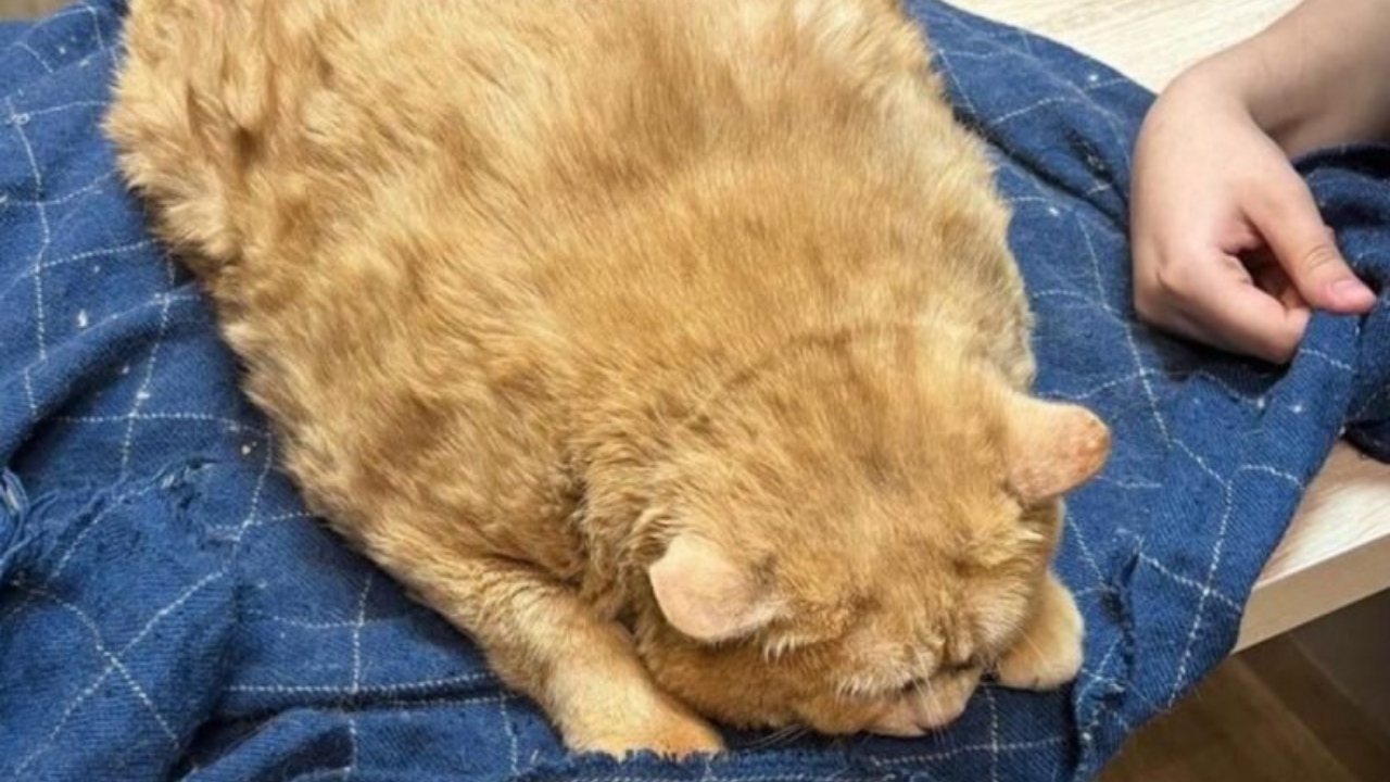 Gato mais gordo do mundo morre com 16 quilos; entenda os riscos da obesidade para os felinos