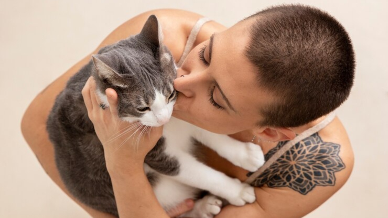 gato ronronando o que é curiosidades